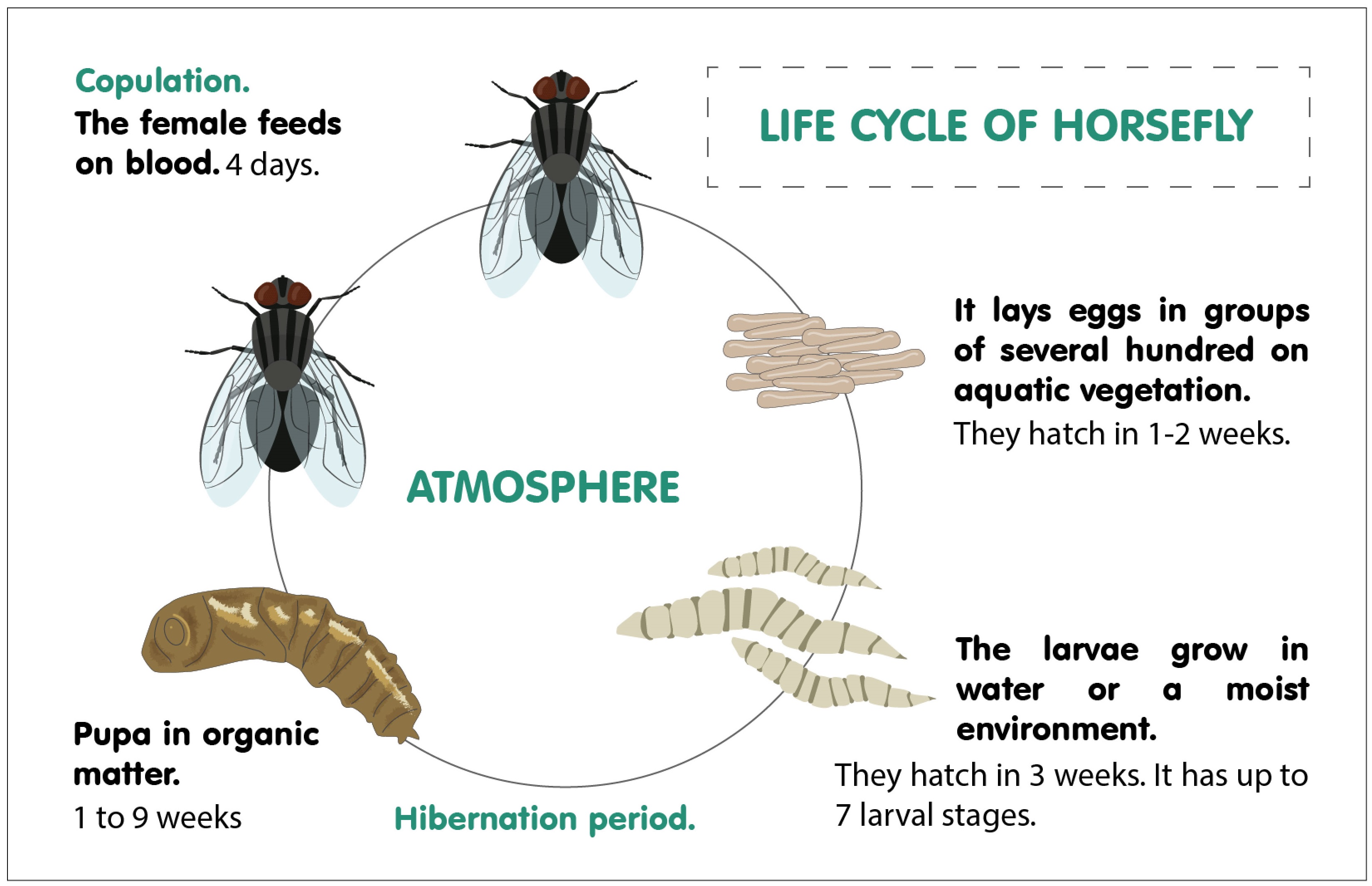 Life cycle of horseflies